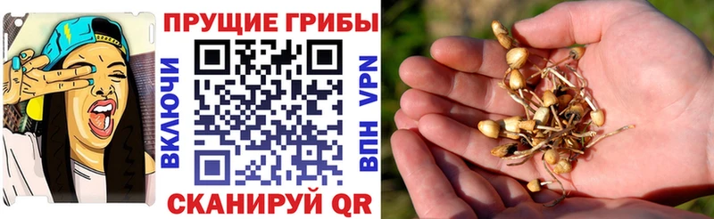 гидра ссылка  даркнет Telegram  Голицыно  Псилоцибиновые грибы ЛСД  цены  